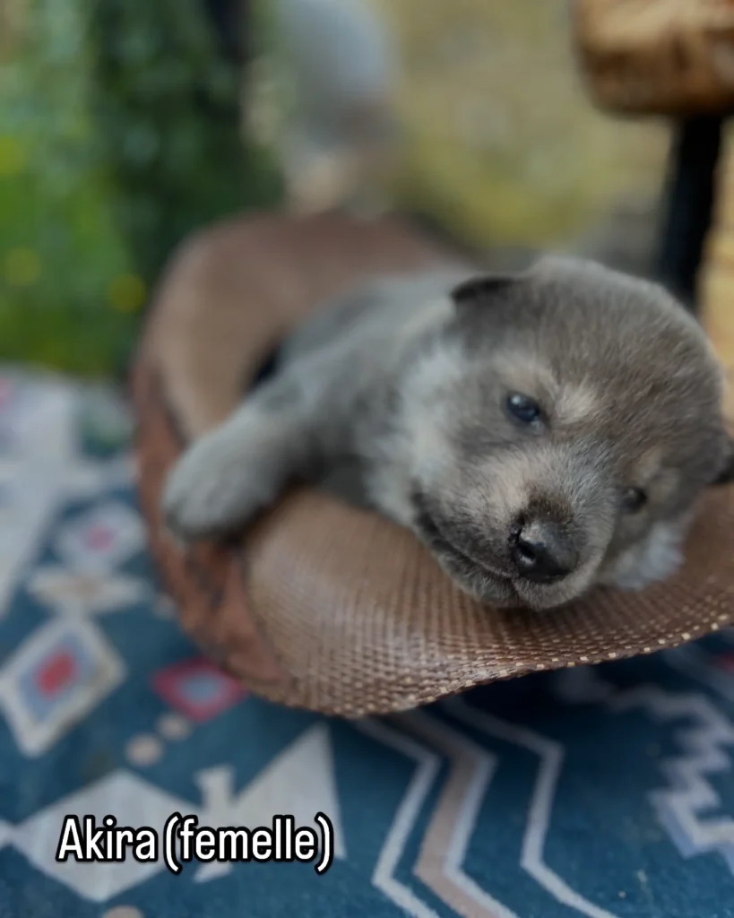 chien akira