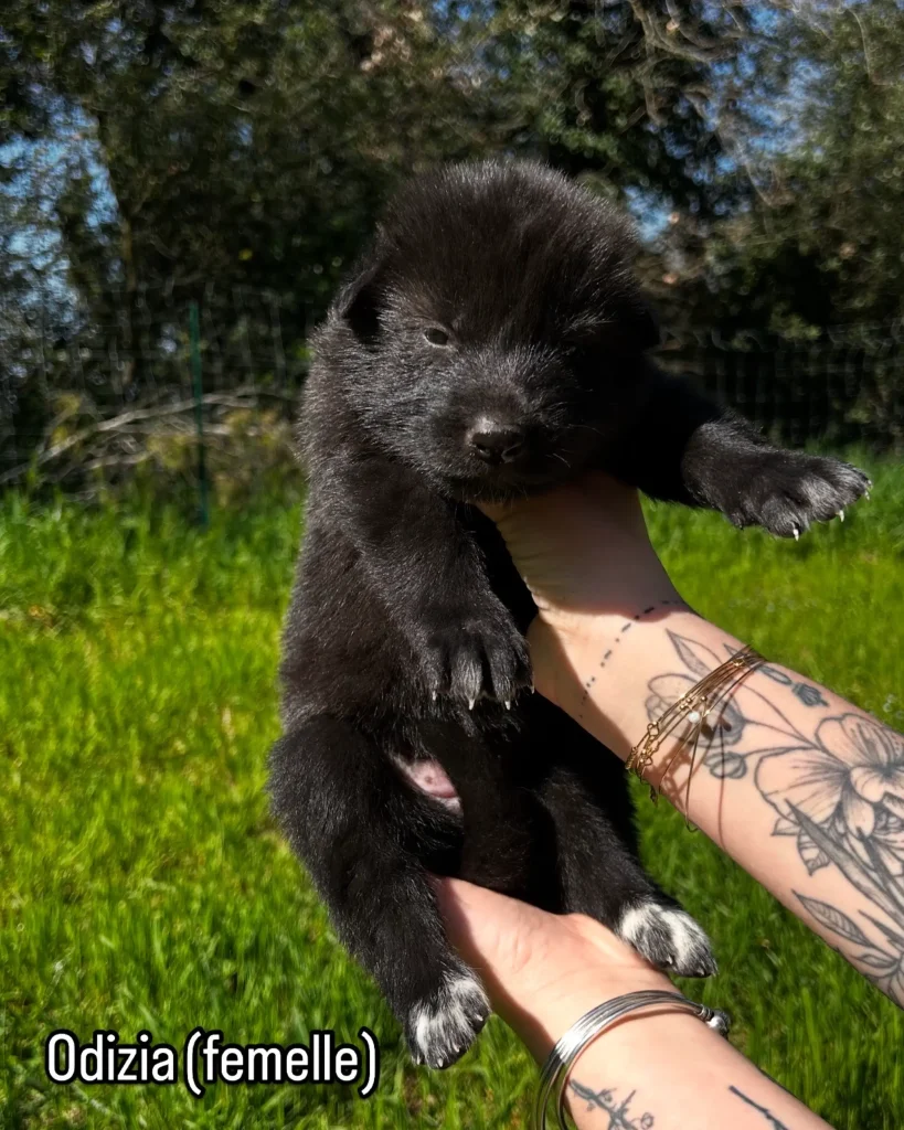 chiot