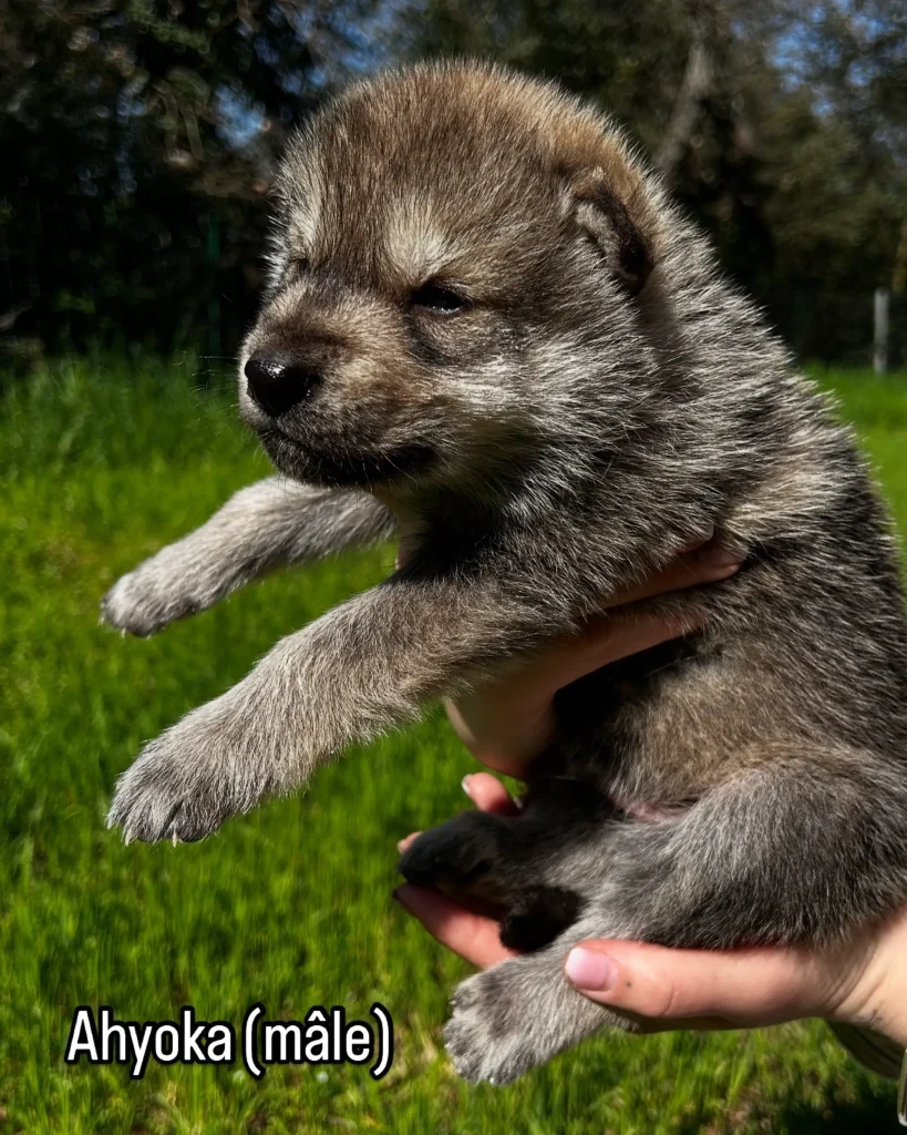chiot