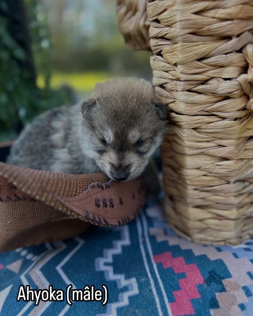 chiot