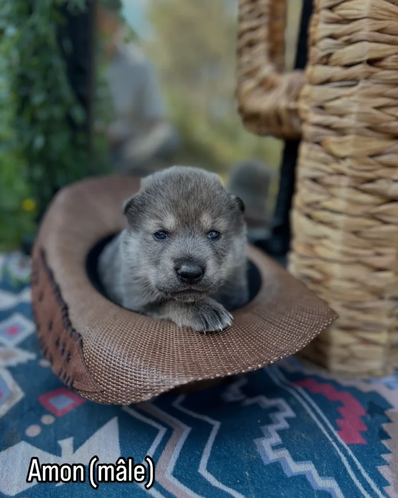 chiot
