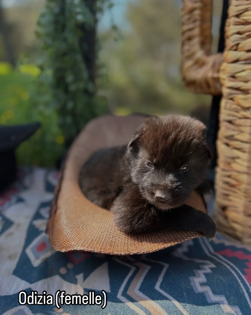 chiot