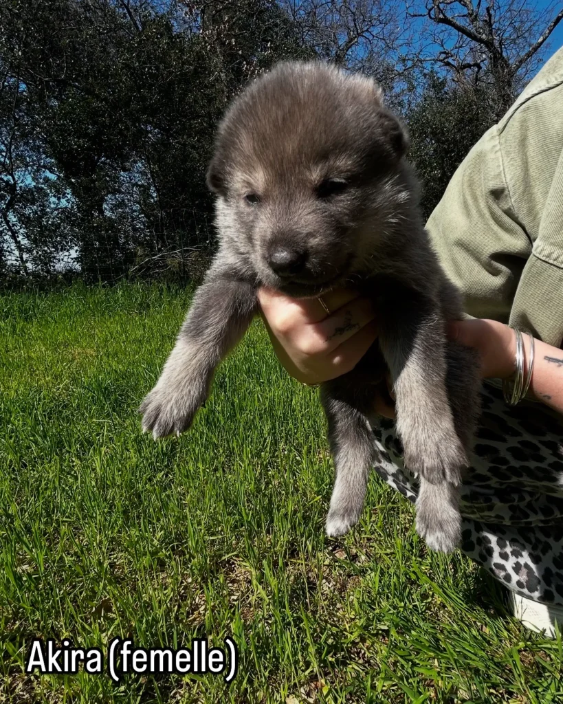 chiot