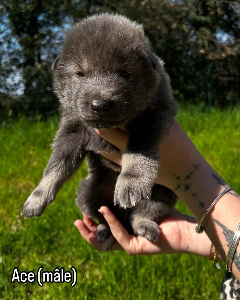chiot