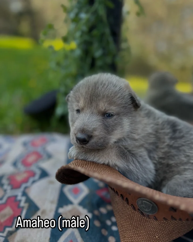 chiot