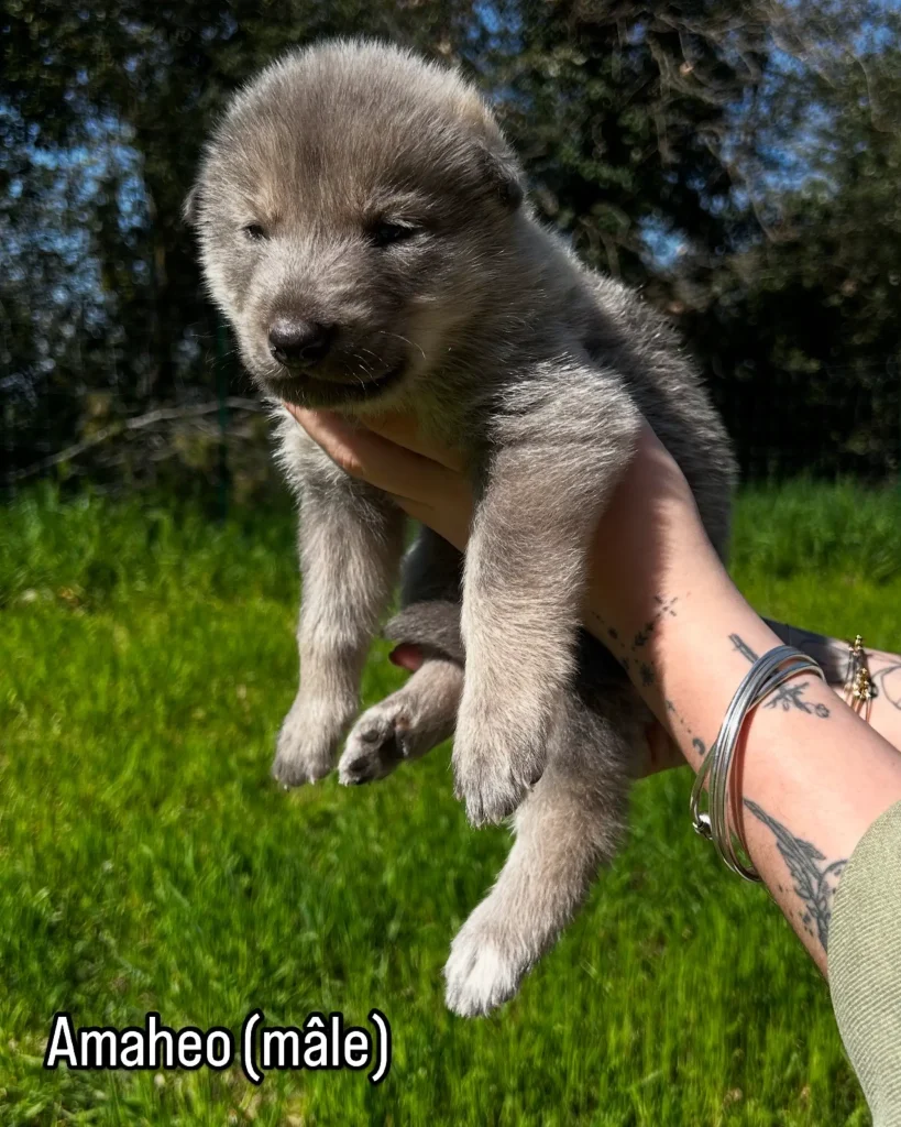 chiot