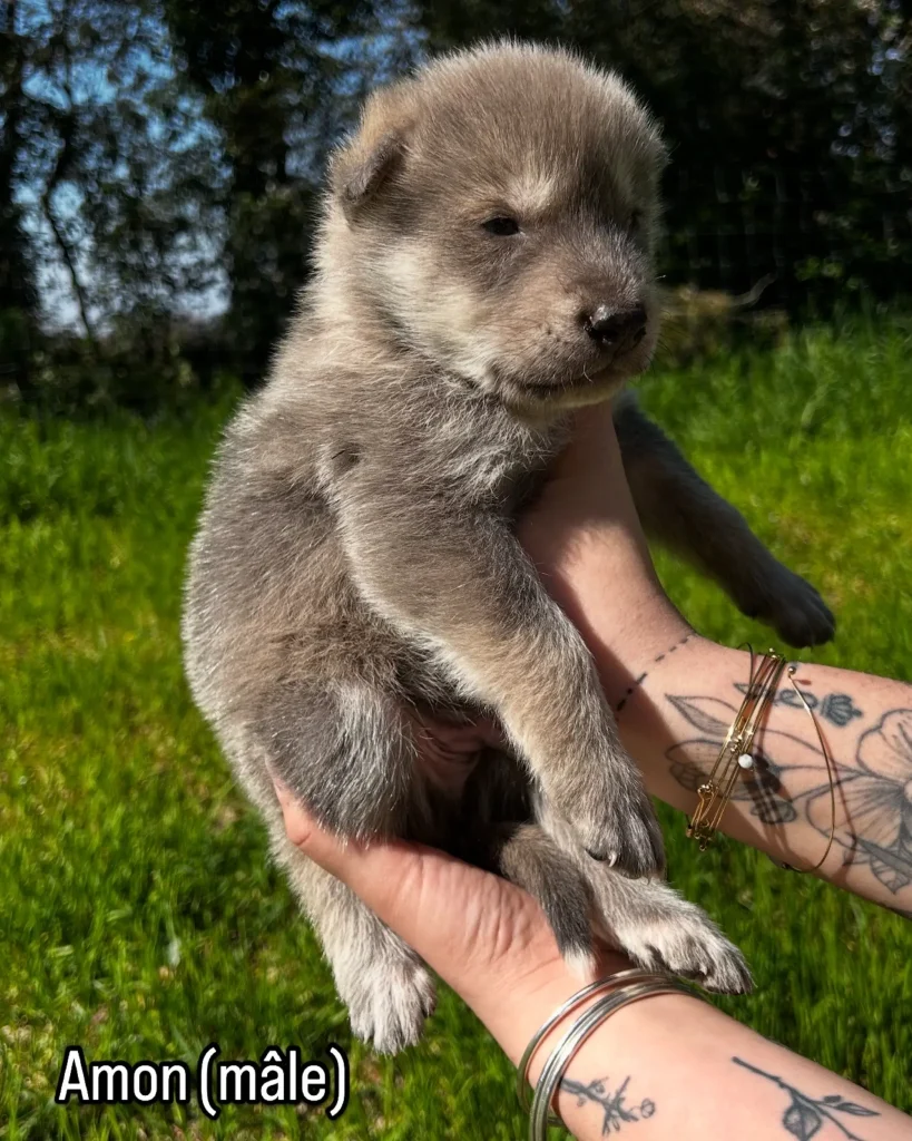 chiot