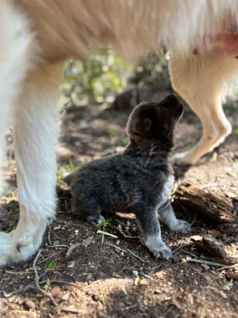 chiot