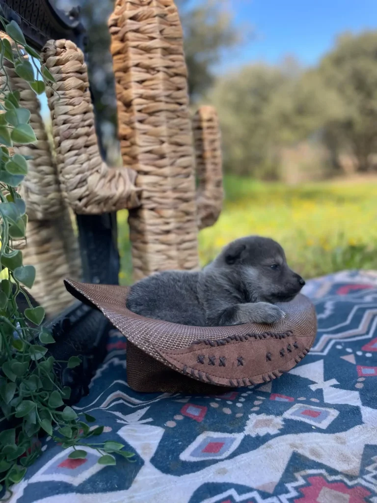chiot
