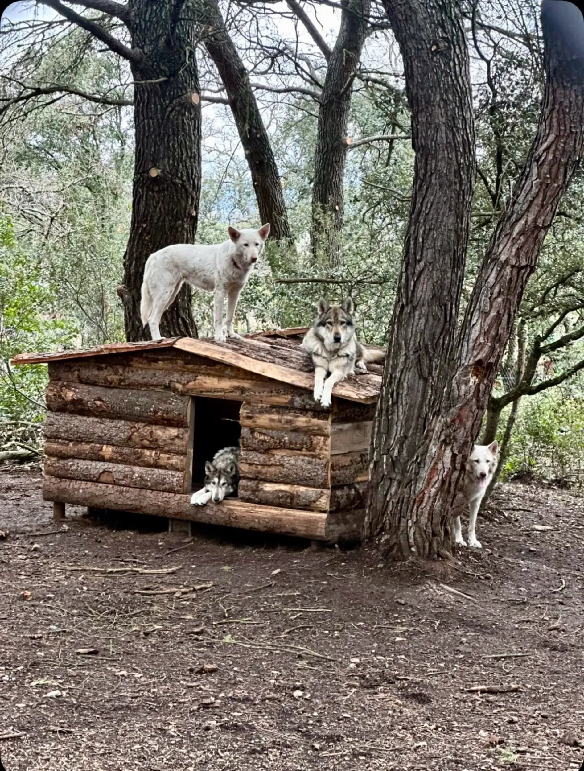 chiens sur leurs cabane