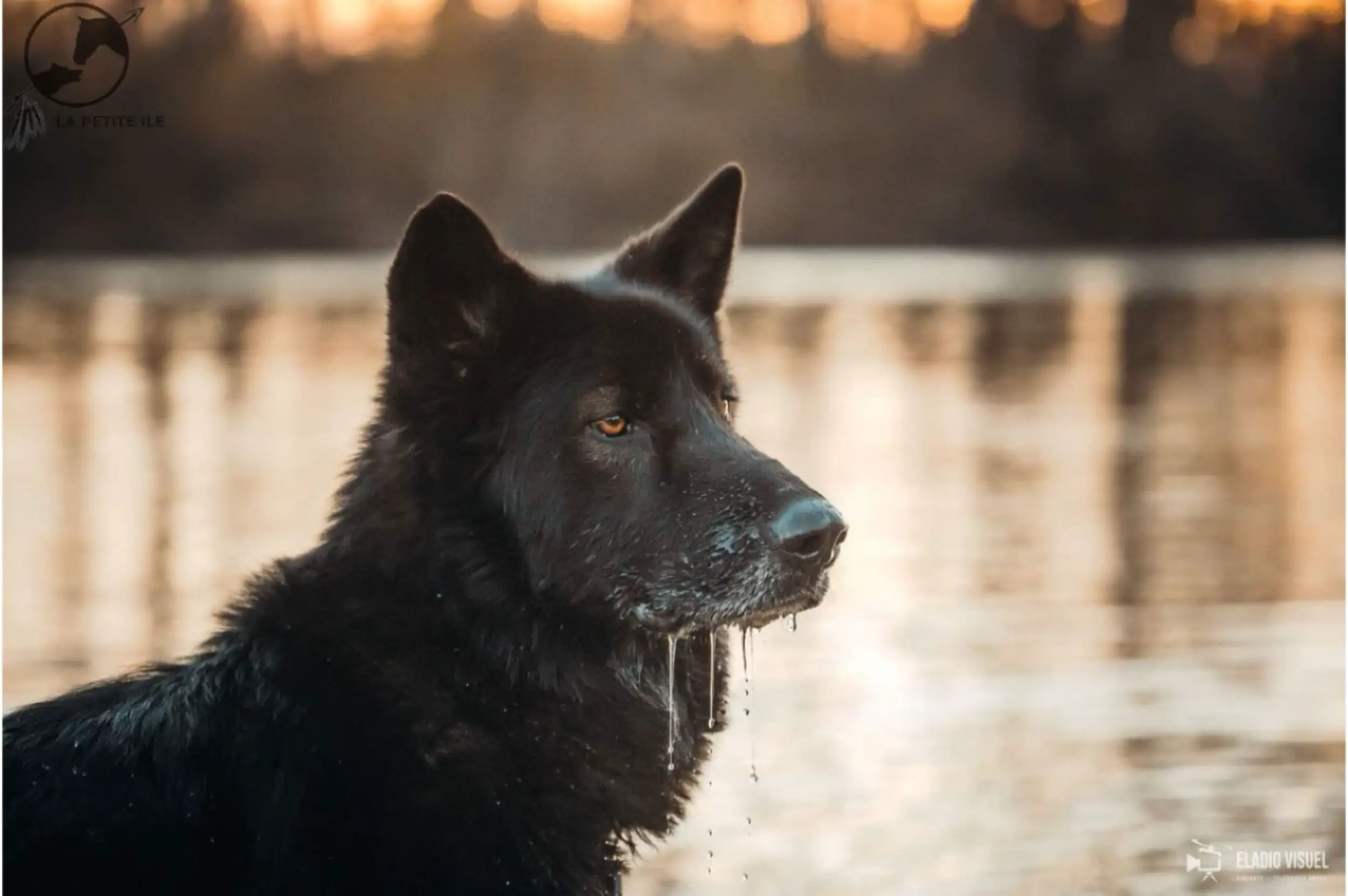 chien dans l'eau