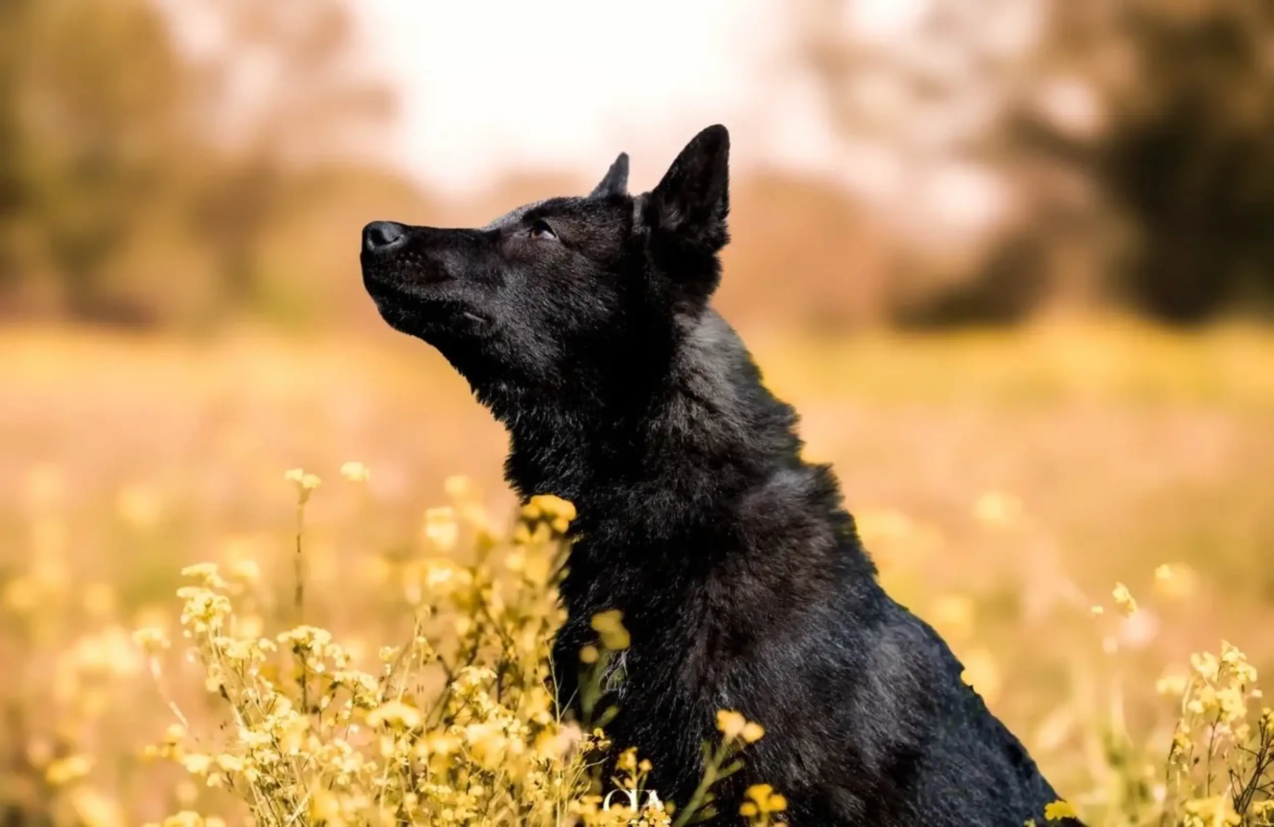 chien qui regarde en l'air