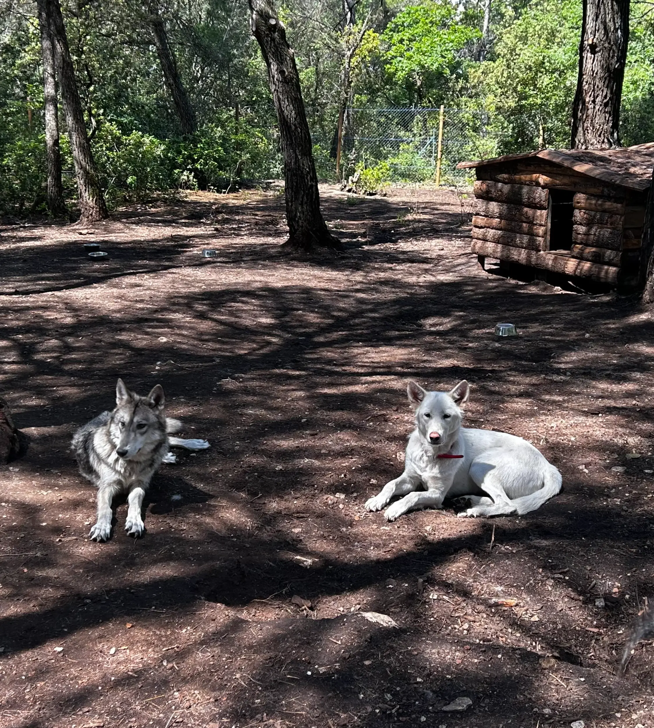 deux chiens qui prennent du bon temps