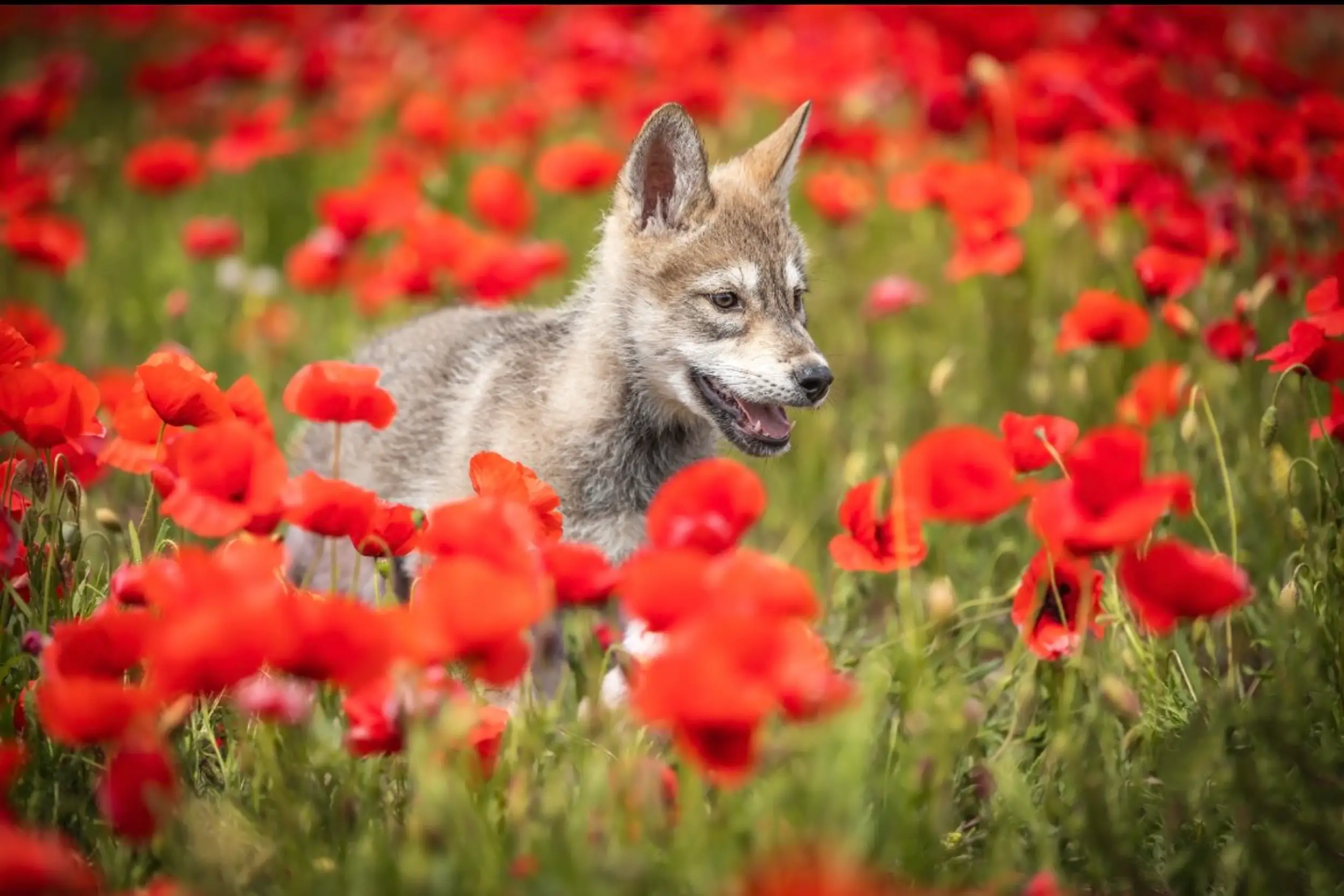petit chiot dans le coquelicots
