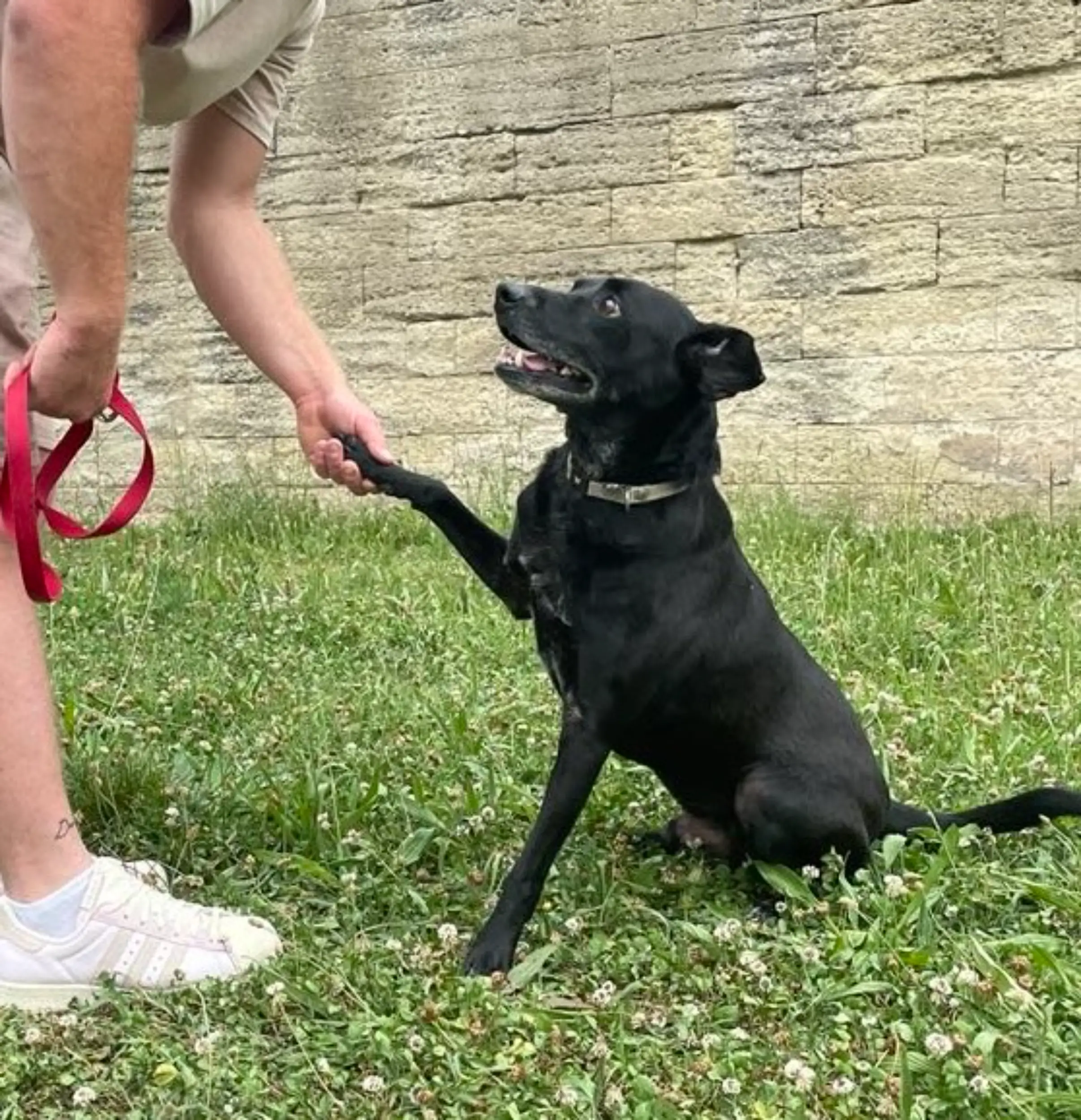 chien qui donne la patte
